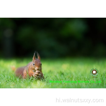 निर्यात गुणवत्ता अखरोट की गुठली प्रकाश एम्बर हिस्सों